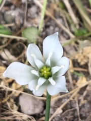 Ornithogalum umbellatum