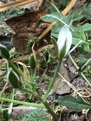 Ornithogalum umbellatum