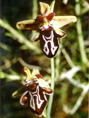 Ophrys cretica