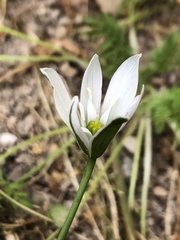 Ornithogalum umbellatum