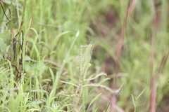 Drosera serpens