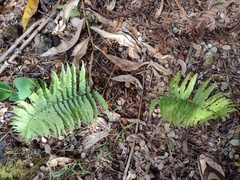Dryopteris fuscoatra