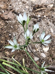 Ornithogalum umbellatum