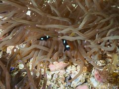 Heteractis