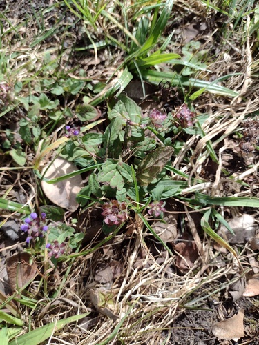 Prunella vulgaris observed 2022-03-03