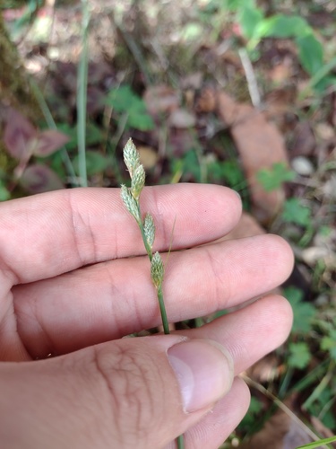 Carex longii observed 2022-03-03