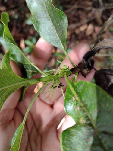 Coprosma menziesii observed 2022-03-03