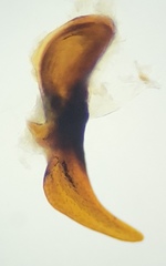 Pterostichus illustris