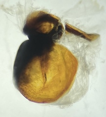 Pterostichus illustris