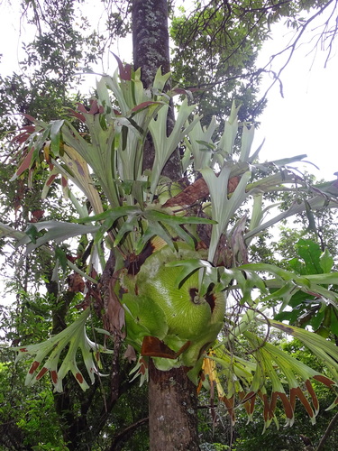 Platycerium alcicorne, photograph 2