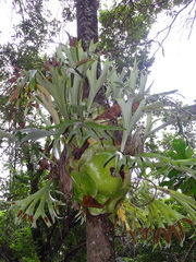 Platycerium alcicorne