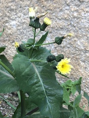 Sonchus oleraceus
