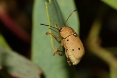 Cadmus excrementarius