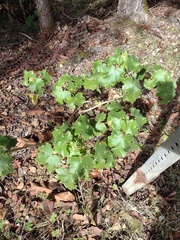 Hibiscus brackenridgei