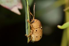 Cadmus excrementarius