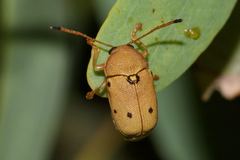 Cadmus excrementarius