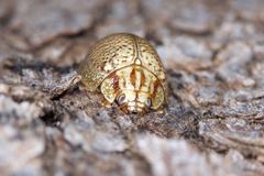 Paropsisterna minerva