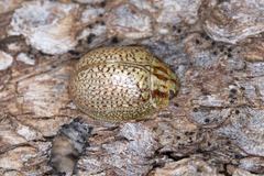 Paropsisterna minerva