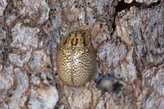 Paropsisterna minerva