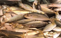 Trachurus japonicus