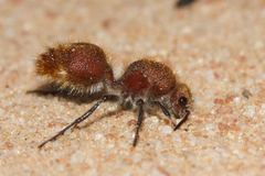 Ephutomorpha ferruginata