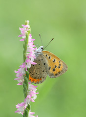 Lycaena phlaeas daimio