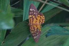 Dysphania bivexillata