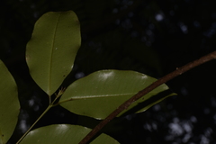 Syzygium crebrinerve