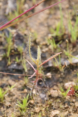 Drosera serpens