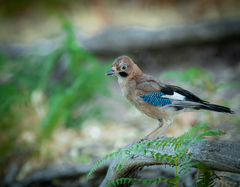 Garrulus glandarius corsicanus