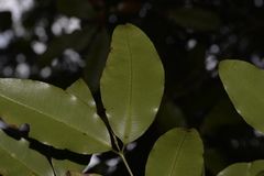 Syzygium crebrinerve