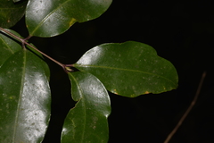 Syzygium crebrinerve