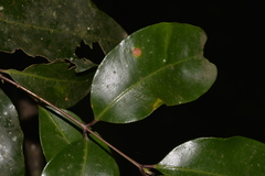 Syzygium crebrinerve