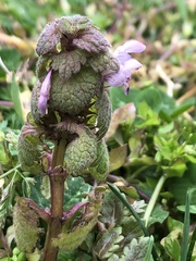 Lamium purpureum