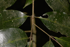 Syzygium crebrinerve