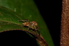 Prostheclina pallida