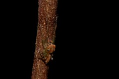 Prostheclina pallida