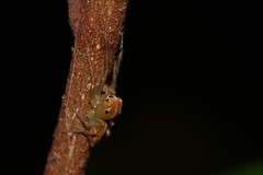 Prostheclina pallida