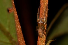 Prostheclina pallida