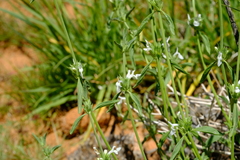 Acrotome pallescens