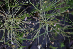 Byblis liniflora
