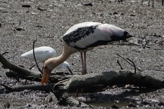 Mycteria leucocephala