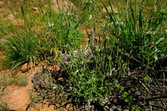 Acrotome pallescens