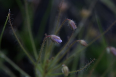 Byblis liniflora