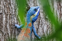 Siamese Blue Crested Lizard photo 2