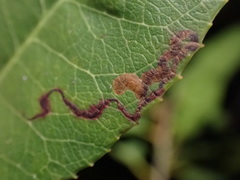 Stigmella heteromelis