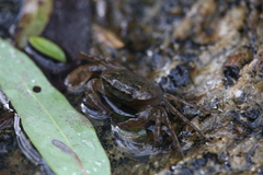 Austrothelphusa