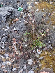 Ageratina riparia