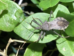 Isyndus obscurus