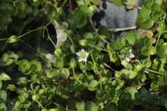 Arenaria rotundifolia